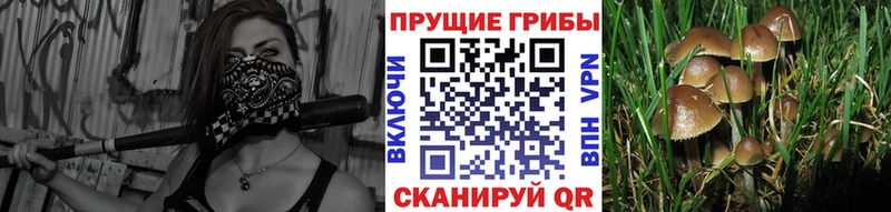 где купить наркоту  Калач-на-Дону  Галлюциногенные грибы MAGIC MUSHROOMS 